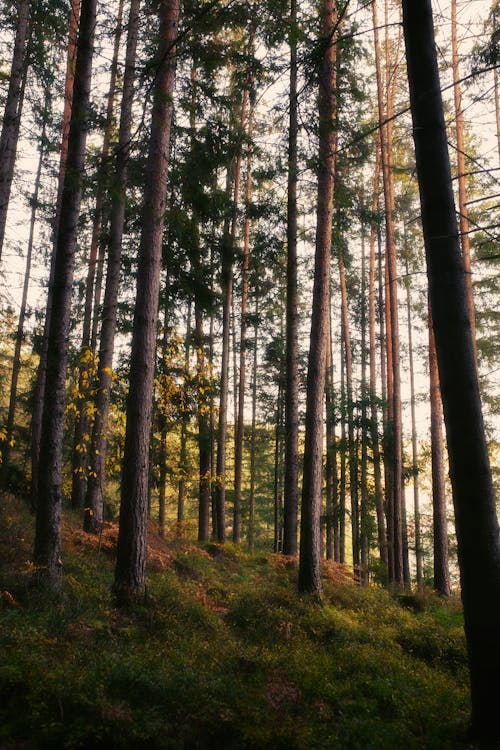 Photo of Forest during Daytime