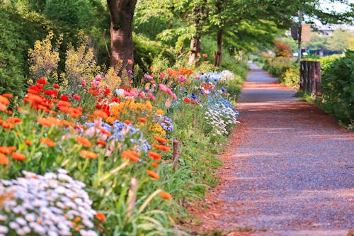 Free stock photo of flowers, japan, nature park