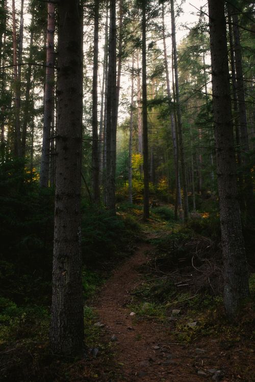Free Explore a tranquil path in the autumn woods of the Carpathians, Ukraine. Stock Photo