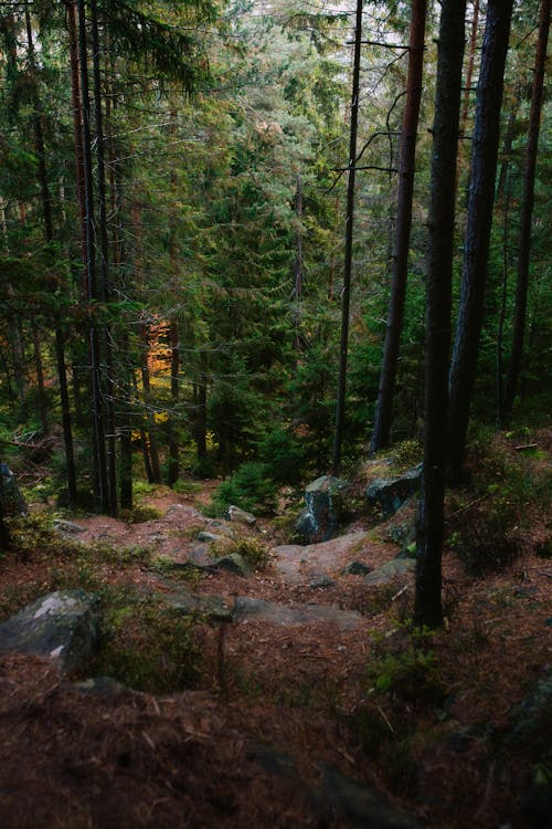 Бесплатное стоковое фото с вертикальный выстрел, вечнозеленый, деревья
