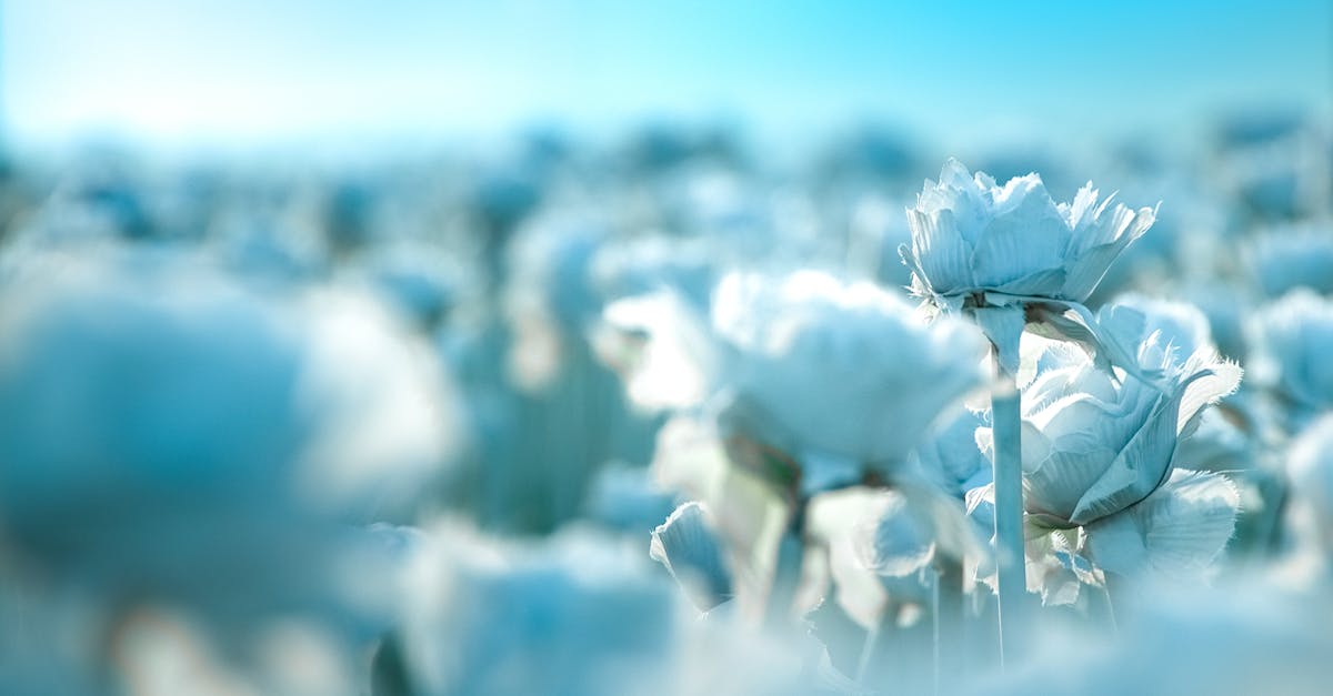 🔥 猫咪也等不及的超热血!《葬送的弗蕾伦》第35话先行情报大曝光!😻 🔥 猫咪也等不及的超热血!《葬送的弗蕾伦》第35话先行情报大曝光!😻