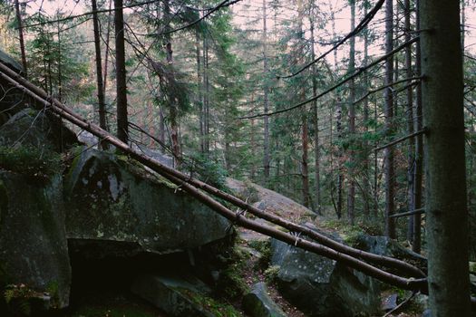 Experience the serene beauty of an autumn forest in the Carpathians, featuring lush greenery and towering pines.