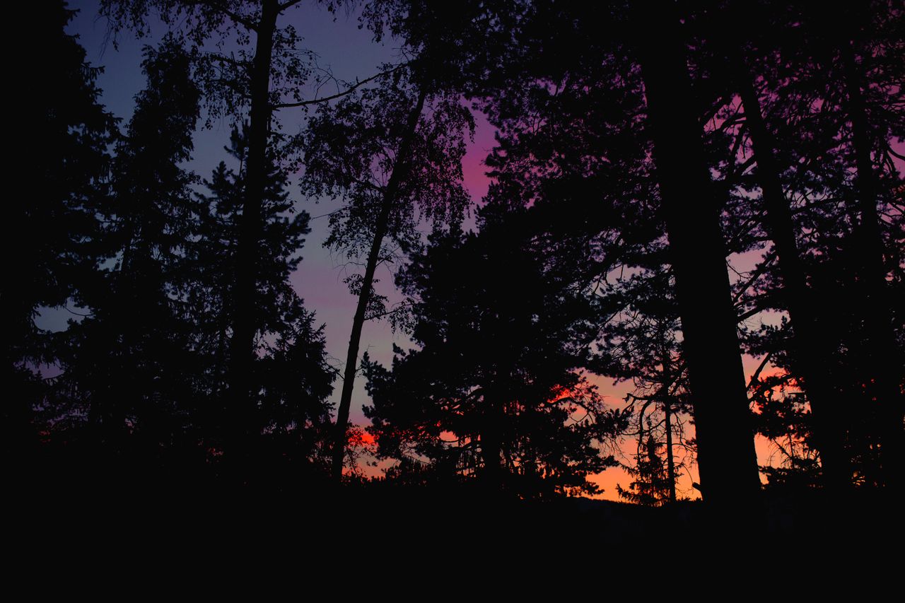 silhouettes of trees at sunset creating a vibrant and colorful forest