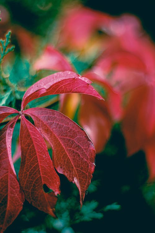 Close-up of Red Vine Leaves in Autumn 