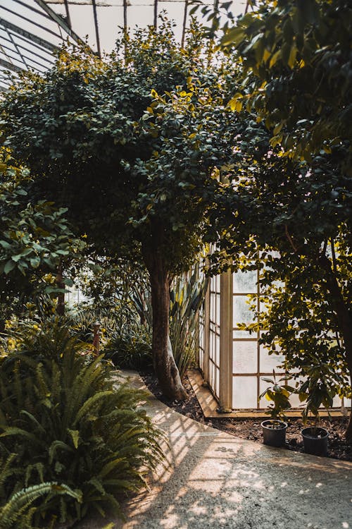 Foto profissional grátis de alameda, árvores, botânica
