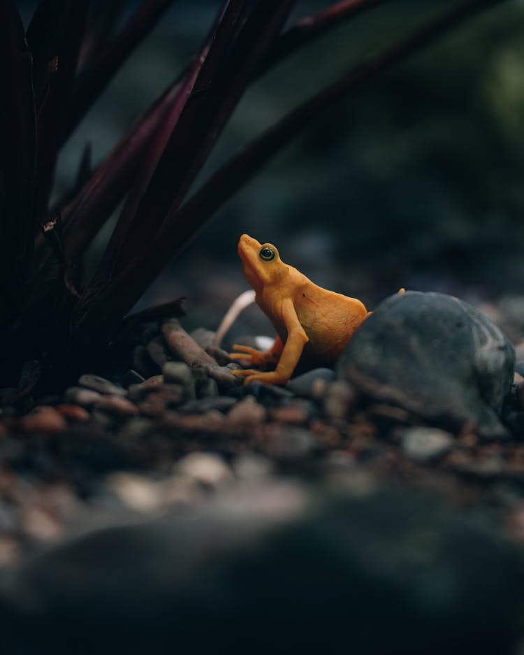 Close-up Of A Yellow Frog 