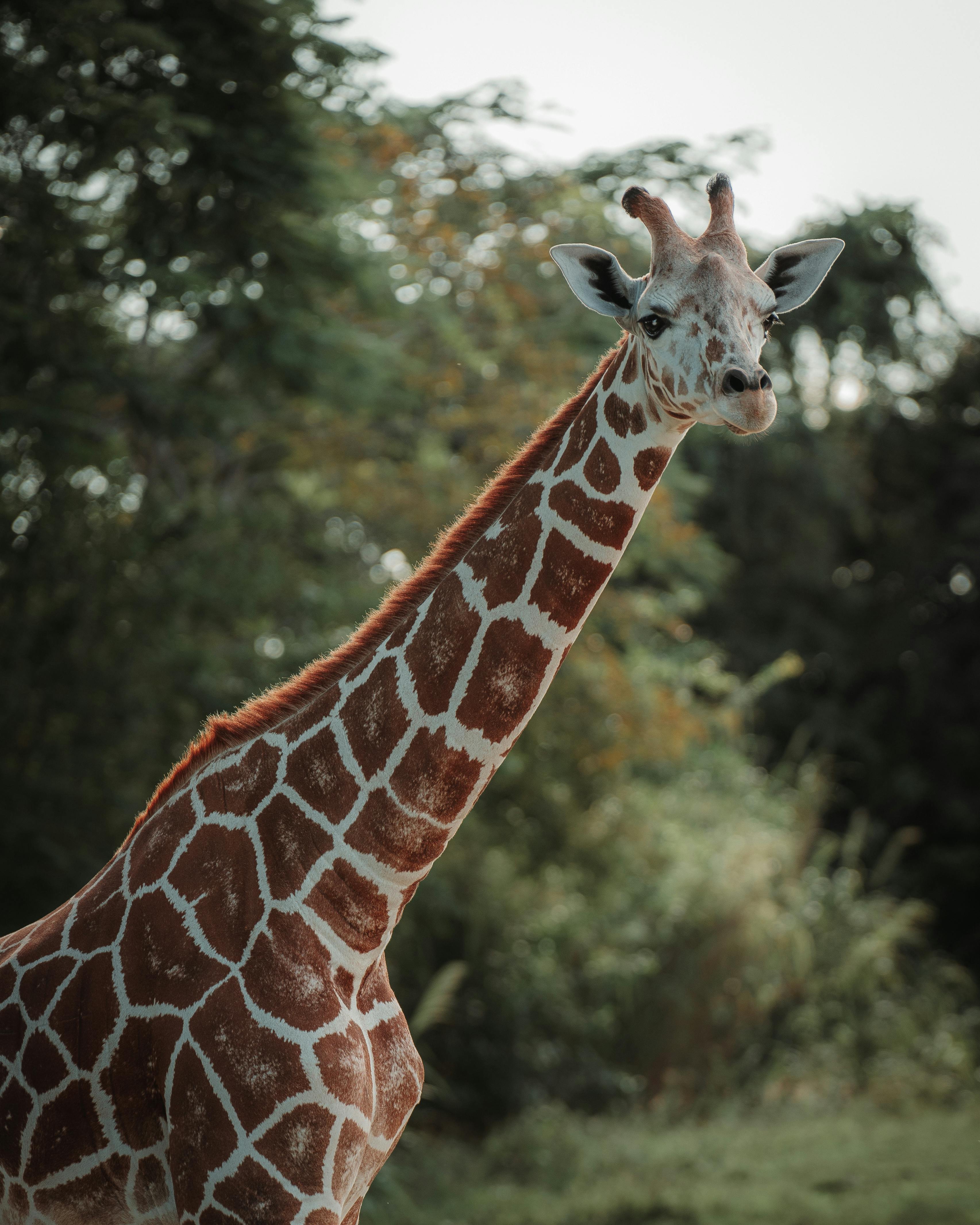 A stunning close-up of a giraffe standing gracefully in a lush green savannah.
