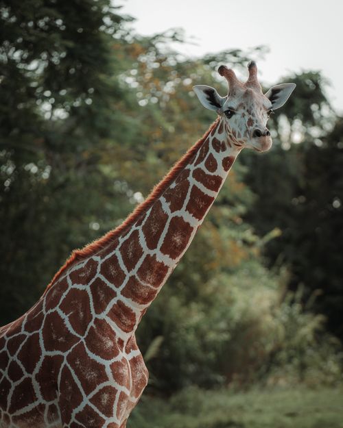 Free A stunning close-up of a giraffe standing gracefully in a lush green savannah. Stock Photo
