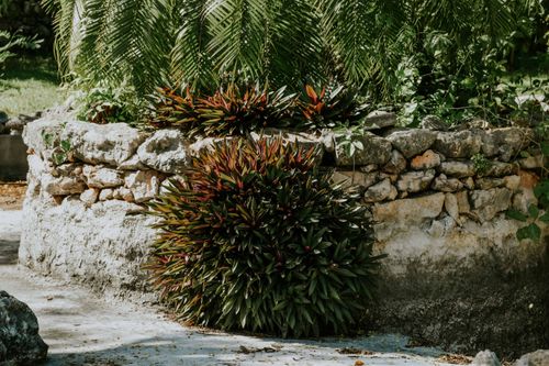 Free Outdoor garden with tropical plants and rustic stone wall under daylight. Stock Photo