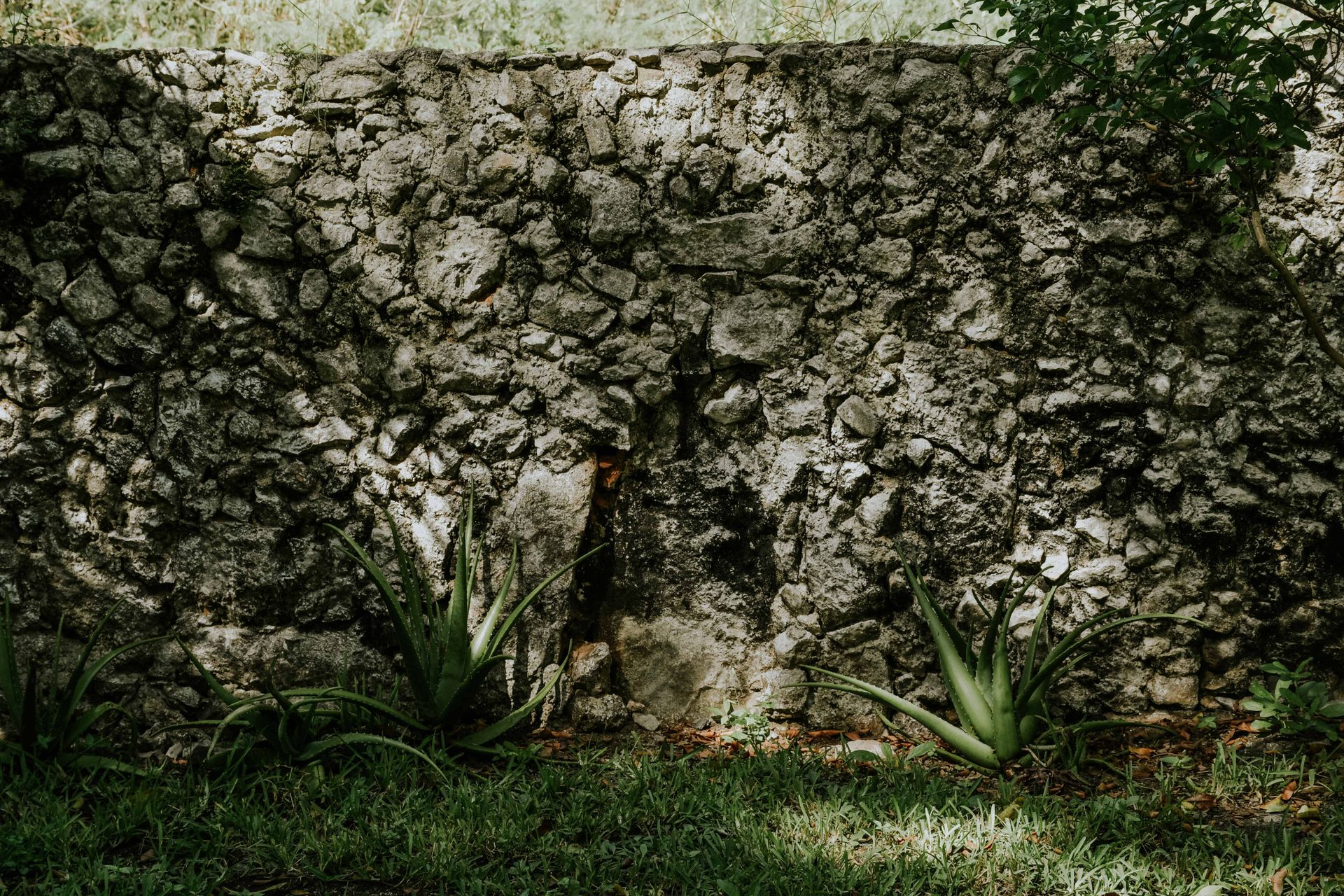 View of a Rough Wall with Aloe Plants in the Front