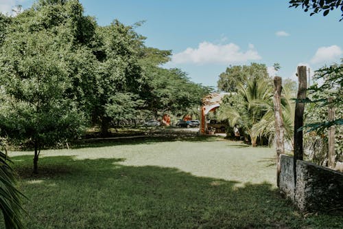 Bezpłatne Darmowe zdjęcie z galerii z drzewa, dziedziniec, krajobraz Zdjęcie z galerii