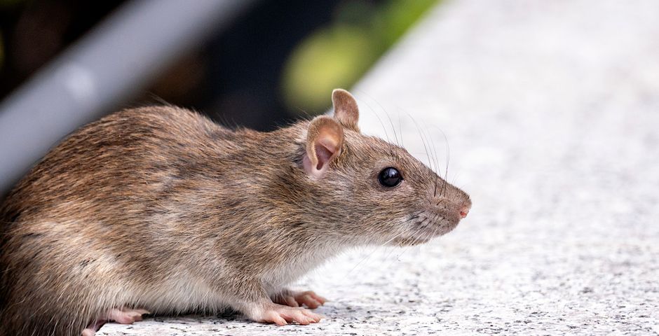 Close-up of a brown rat (Rattus norvegicus) — the number-one contamination risk in a food factory