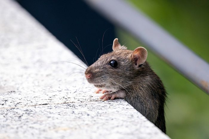 Close-up photograph of a house mouse