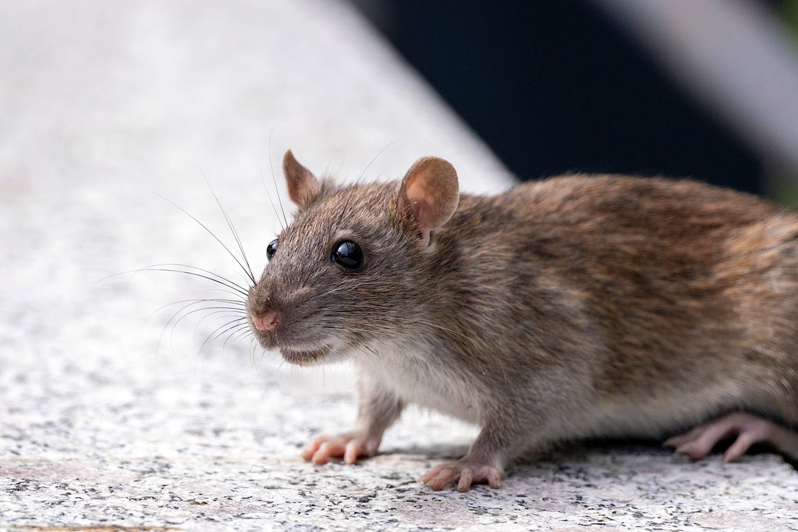 Random Backstreet Rats Close-up Shot of A Street Rat · Free Stock Photo