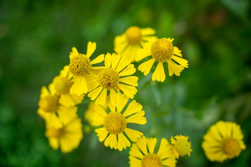 Free A close-up of vibrant yellow Helenium flowers blooming in Rochester, MN garden. Stock Photo