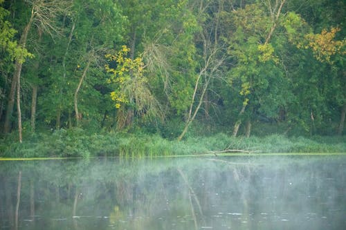 Fotos de stock gratuitas de arboles, bosque, cuerpo de agua