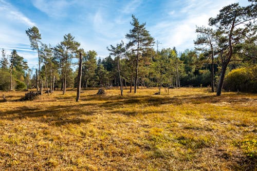 Ingyenes stockfotó mocsár témában