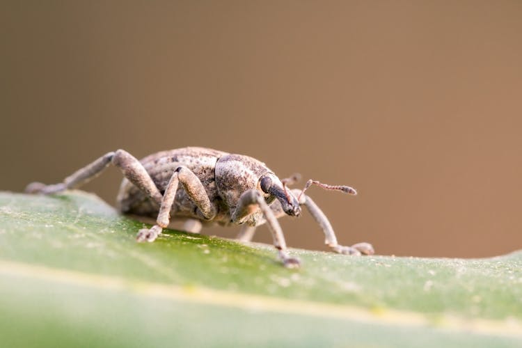 Close Up Photo Of A Beetle