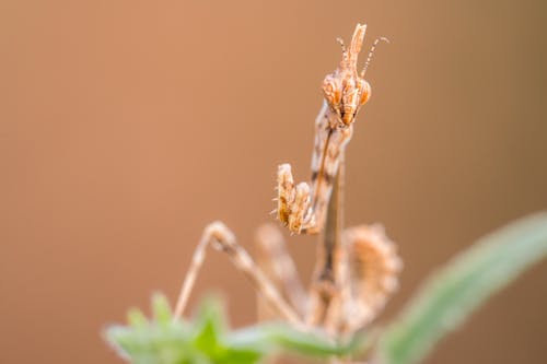 Ilmainen kuvapankkikuva tunnisteilla hyönteinen, makrokuva, Rukoilijasirkka Kuvapankkikuva
