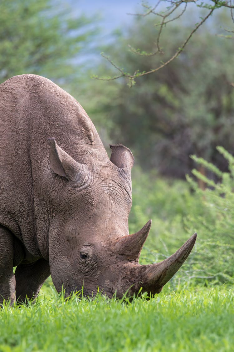 A Rhino Eating Grass Near Trees