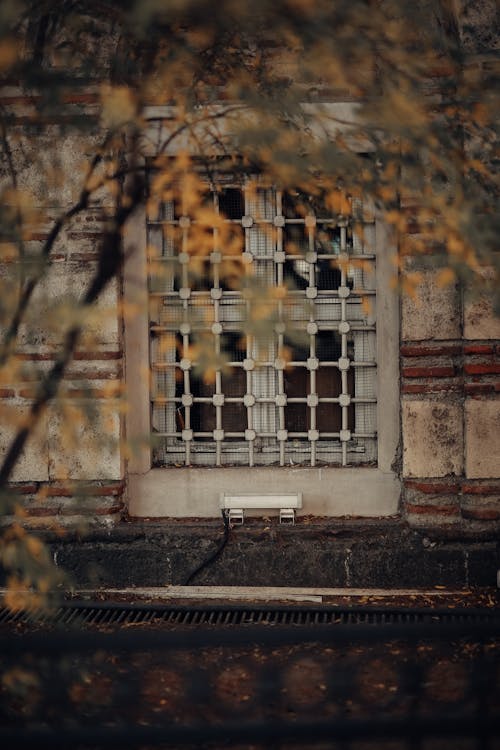 Tree in front of Building Facade