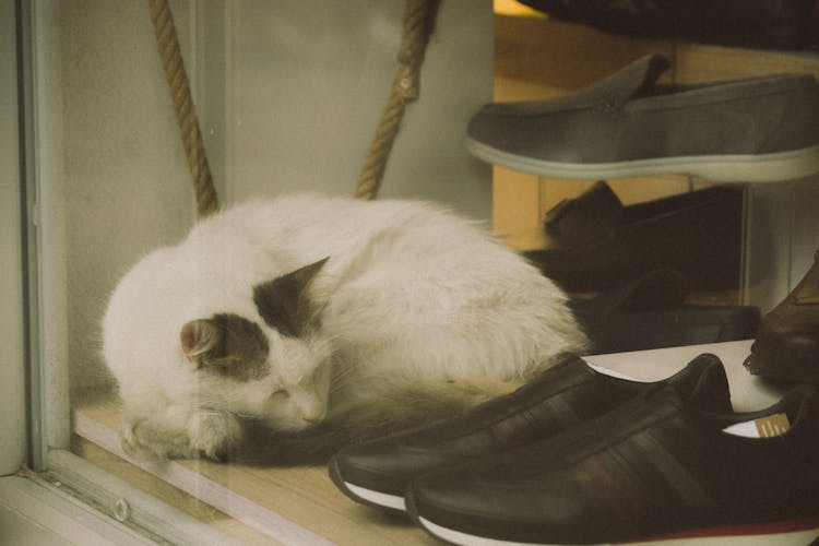 Cat Sleeping Beside Shoes