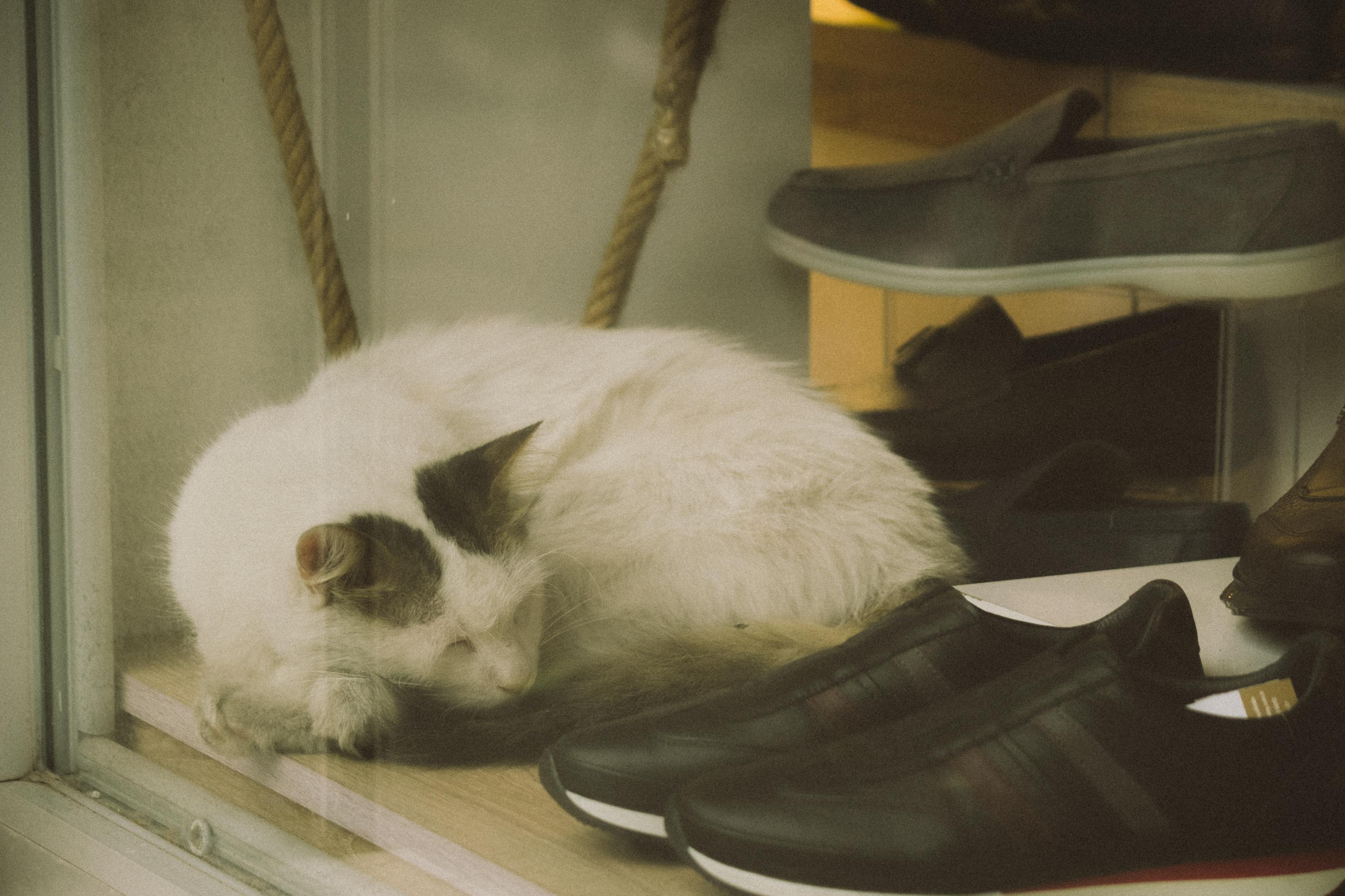 Cats Wearing Shoes