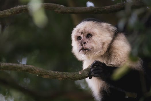 Monteverde, Costa Rica photo 7