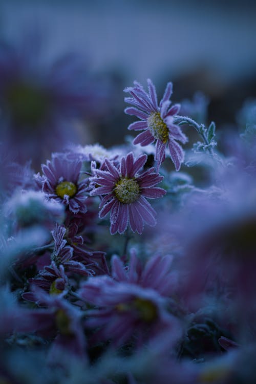 감기, 겨울, 꽃의 무료 스톡 사진