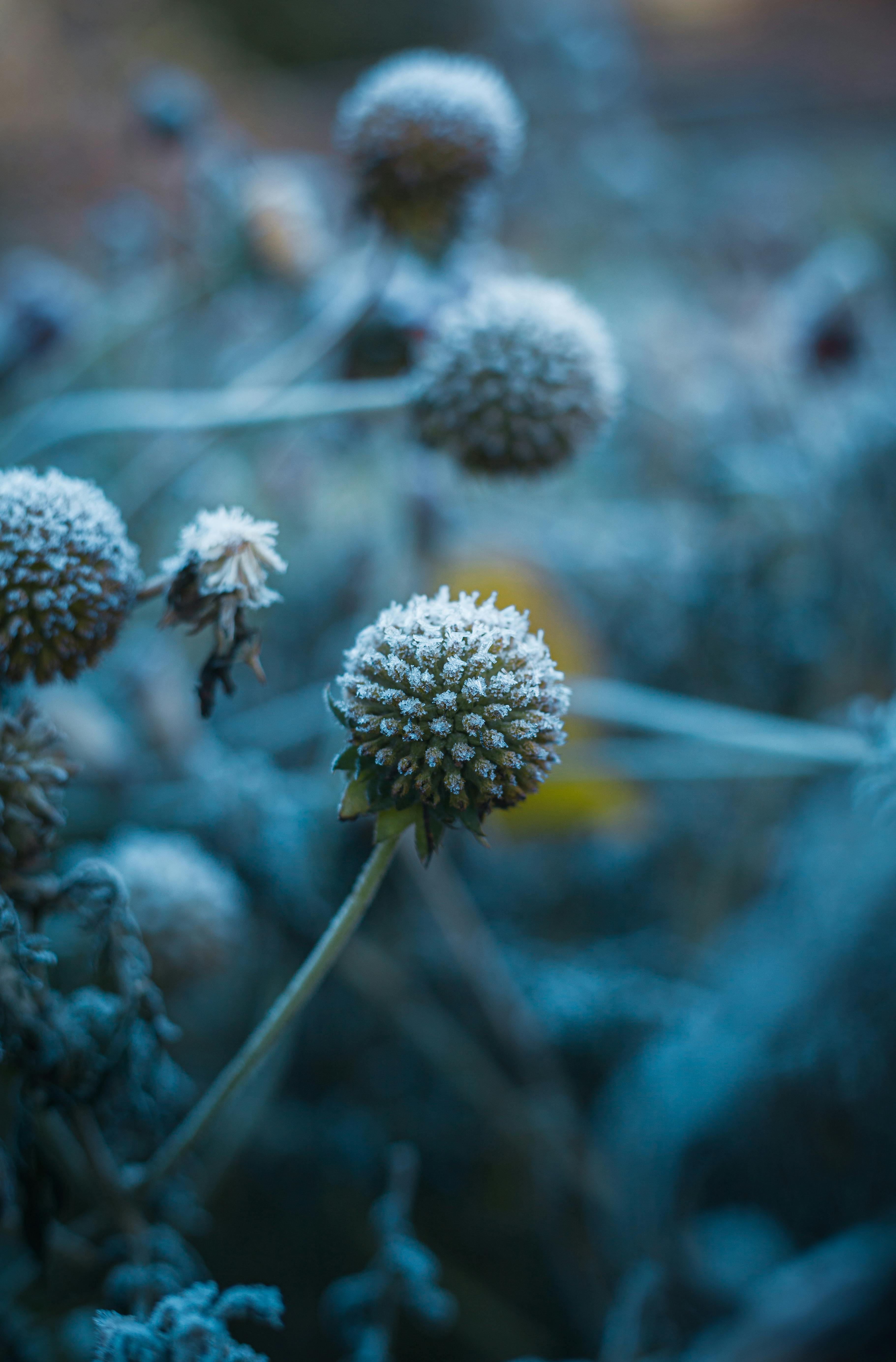 A detailed close-up of frost-covered flowers in a winter garden, showcasing intricate hoarfrost patterns.