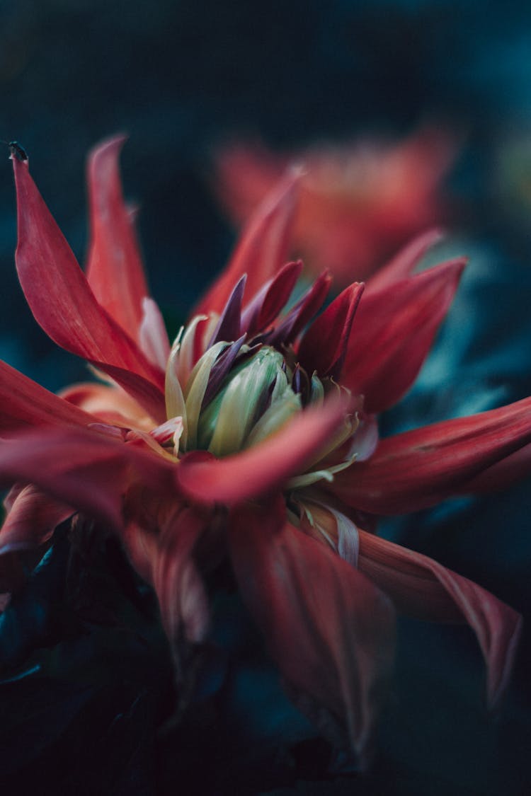 Close Up Of Red Flower