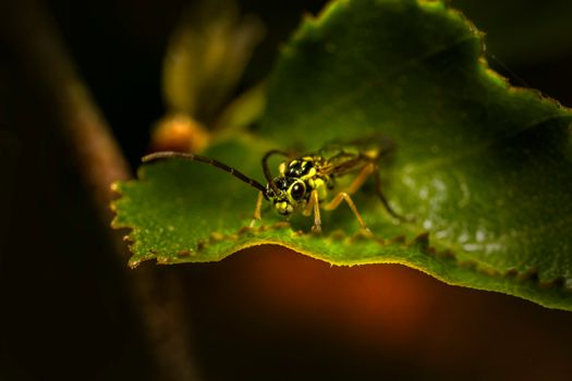 Insect on a Leaf