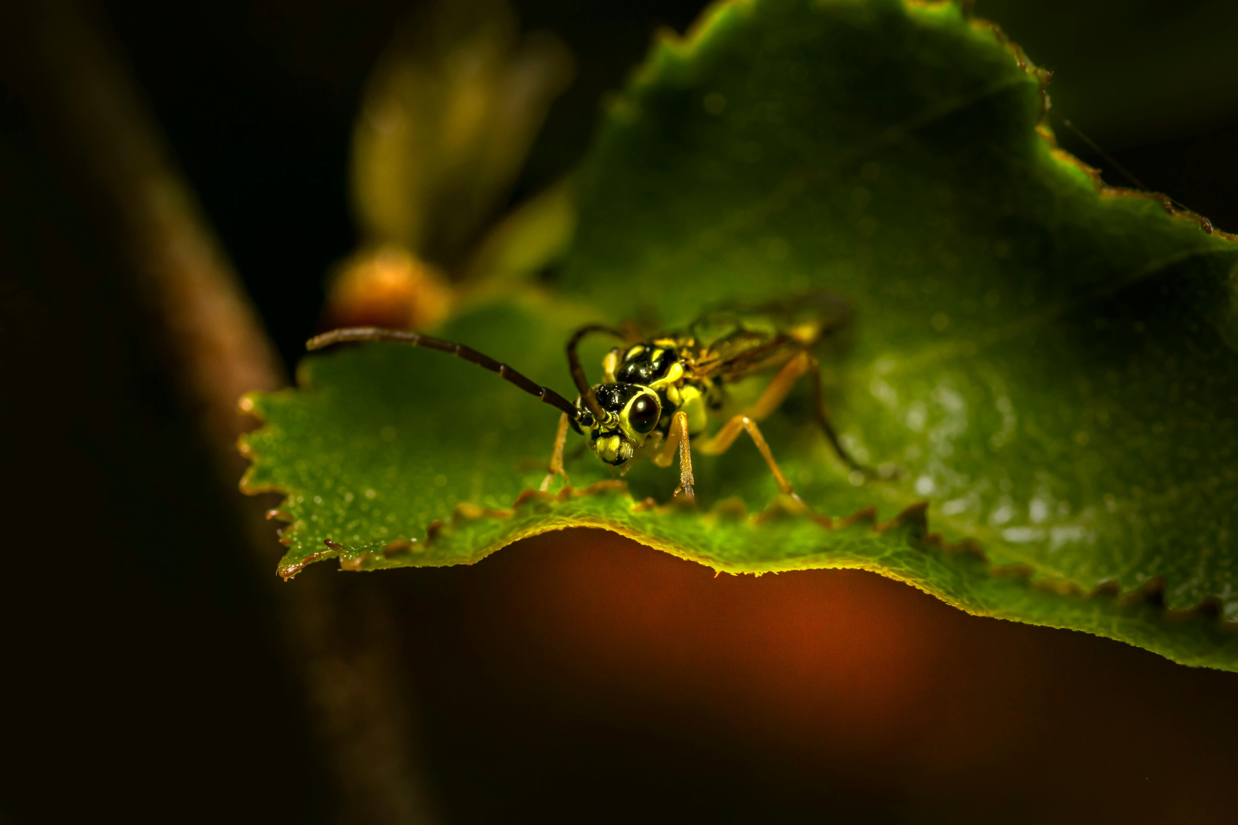 Red, Exotic Insect · Free Stock Photo