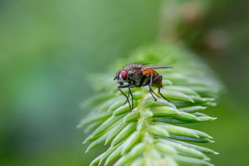 Macro Photography of Fly perched on Plant
