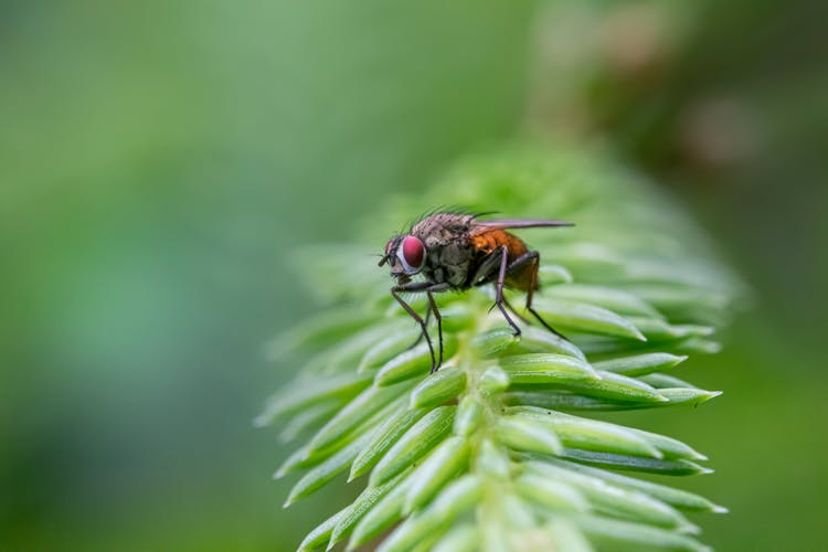 Macro Photography Of Fly Perched On Plant