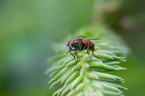 Free Detailed macro photograph of a fly perched on vibrant green foliage, showcasing entomology. Stock Photo