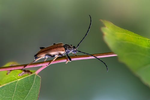 Close up of Beetle