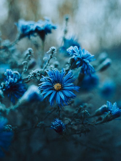 Foto stok gratis alam, biru, bunga-bunga