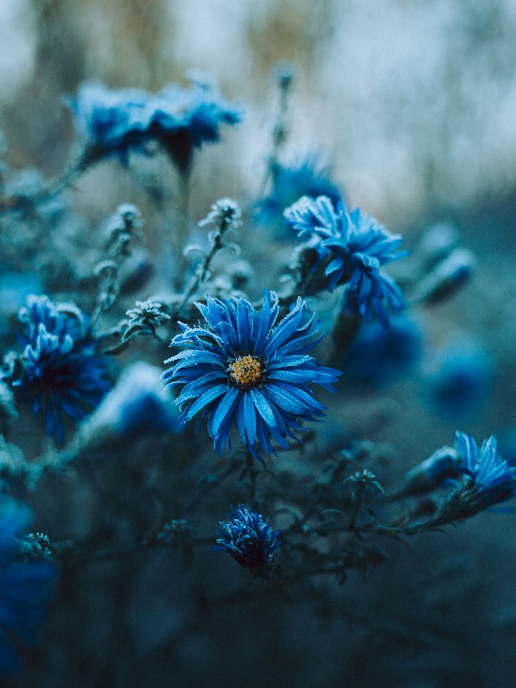 Close Up Of Blue Flowers