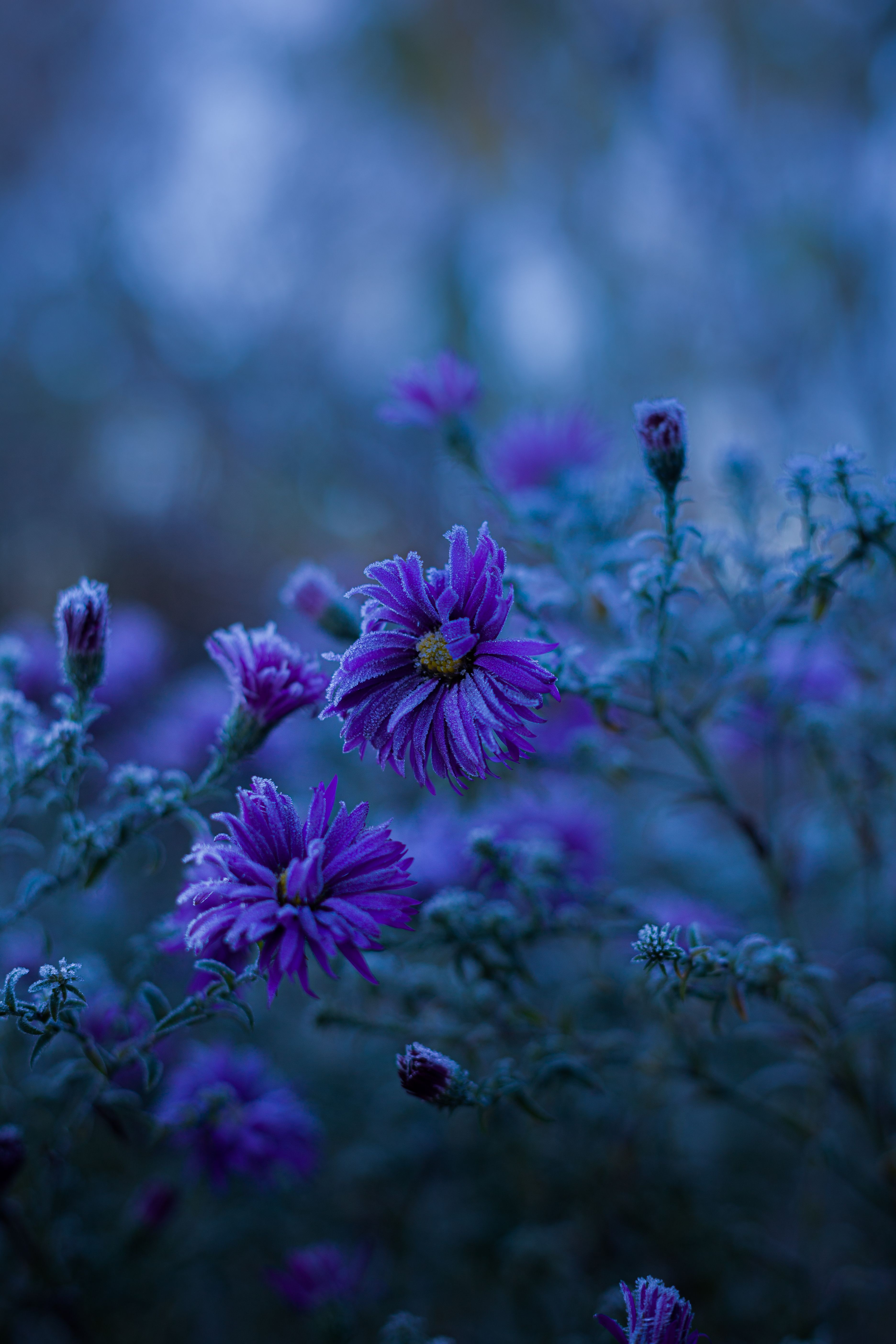Close Up Photo of Purple Flowers · Free Stock Photo