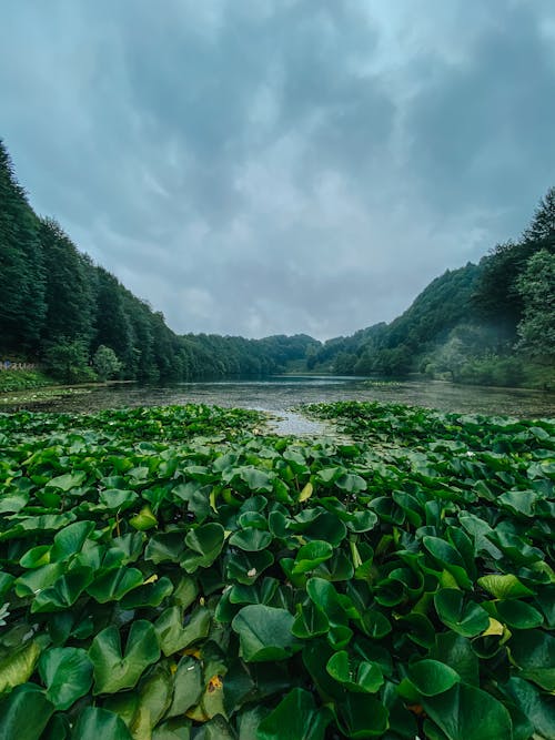 Základová fotografie zdarma na téma bujný, hory, jezero