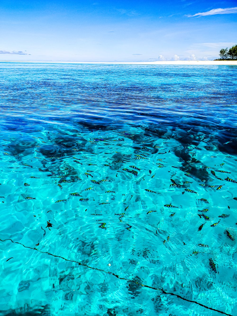 Aguas cristalinas con peces tropicales visibles desde la superficie en el arrecife de Zanzíbar