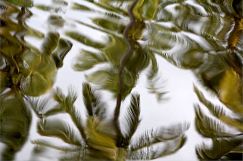 Foto d'estoc gratuïta de exòtic, natura, palmeres