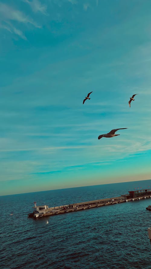 Бесплатное стоковое фото с голубое небо, море, мост