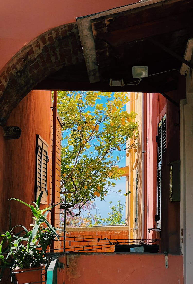 Plants On A Terrace