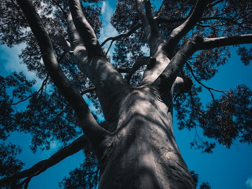 A Low Angle Shot of a Tree Under the Blue Sky