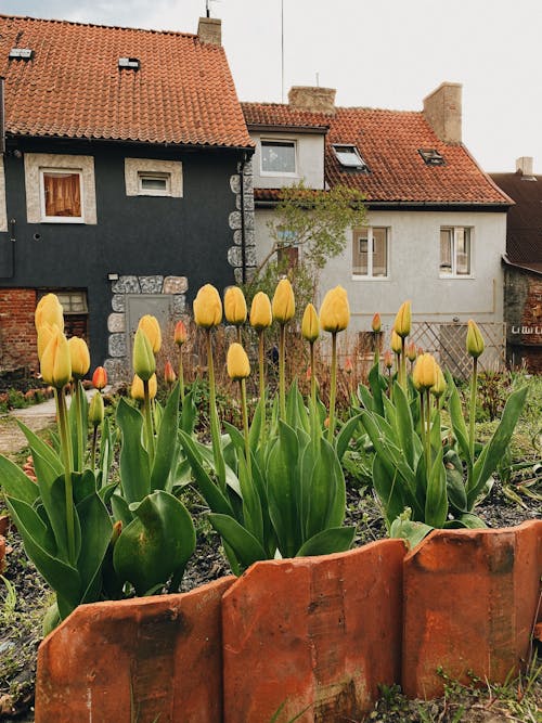 Photo of Yellow Tulips 