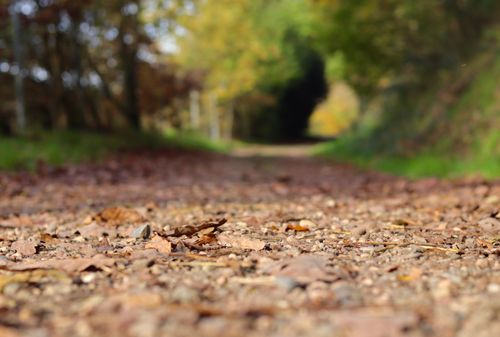 Free Close-up view of a gravel path with autumn leaves in a serene forest setting. Stock Photo