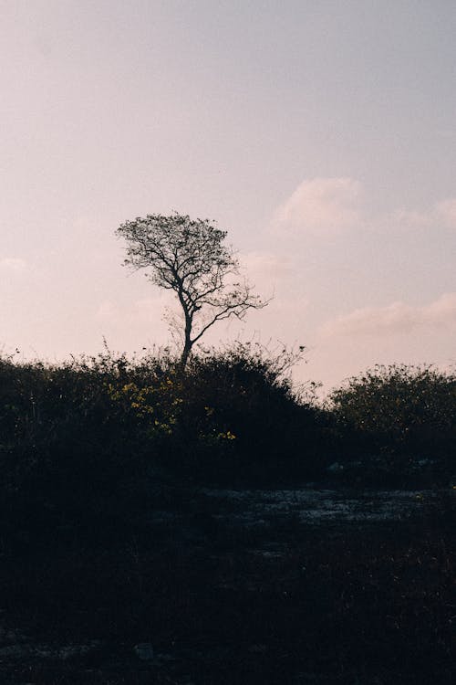 Photos gratuites de arbre, coucher de soleil, espace extérieur