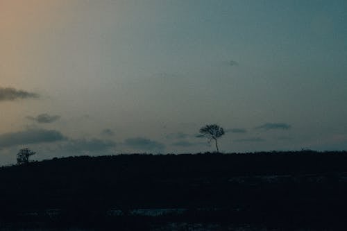 Tree under Clear Sky at Dusk